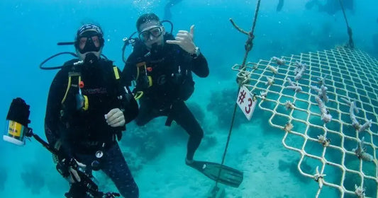 Australian scuba tours are planting coral while tourism comes to a standstill